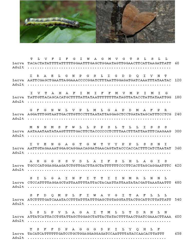 곧은띠밤나방 유, 성충 모습과 바코드 영역 분석결과: 유, 성충간 0 bp 차이