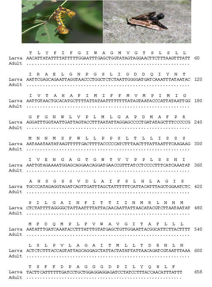 꽃술재주나방 유, 성충 모습과 바코드 영역 분석결과: 유, 성충간 0 bp 차이