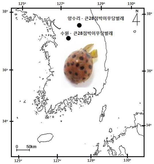 큰28점박이무당벌레 채집지역