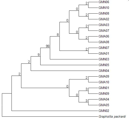 복숭아순나방 개체의 계통분석. outgroup은 Grapholita packardi