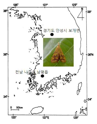 들깨잎말이명나방 채집 지역