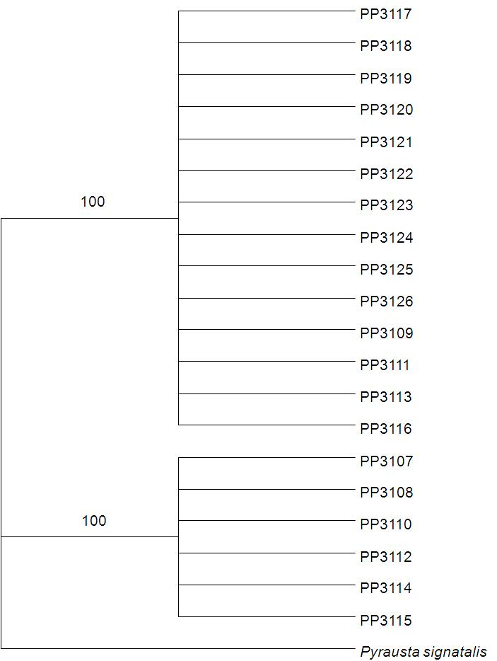 들깨잎말이명나방 개체의 계통분석. Outgroup은 P yravsta signatalis.