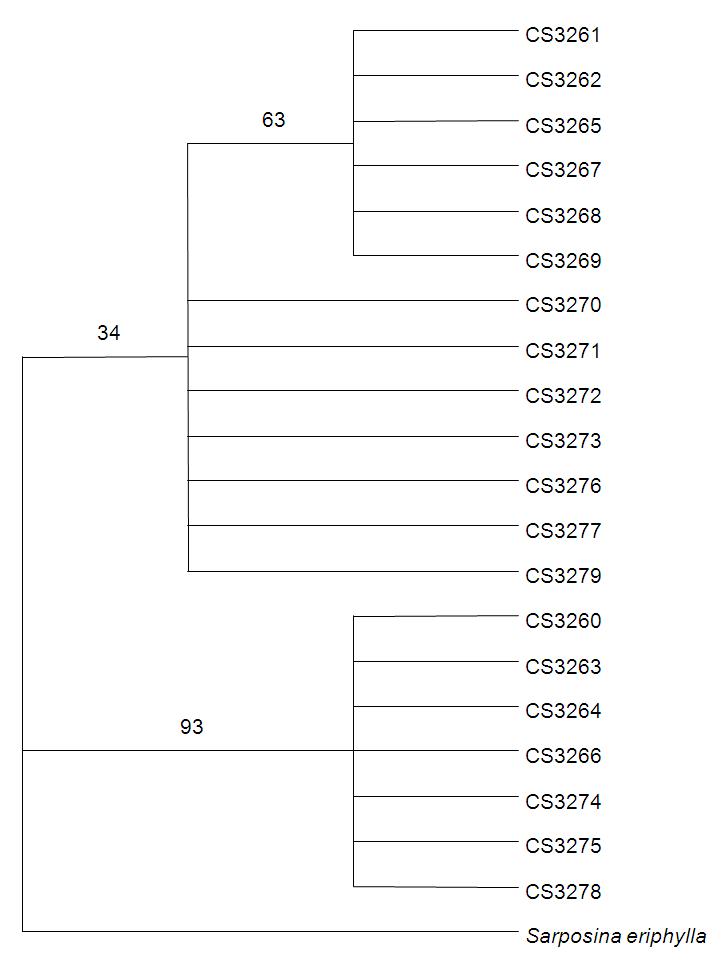 복숭아심식나방 개체의 계통분석. Outgroup은 Sarposina eriphylla.