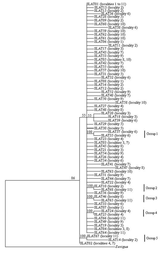 담배거세미나방의 A+T-rich region의 68개 haplotype의 계통분석.