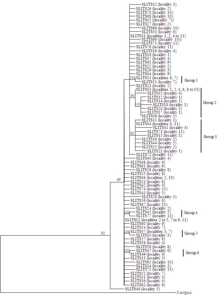 담배거세미나방의 ITS2 영역의 75개 haplotype의 계통분석.