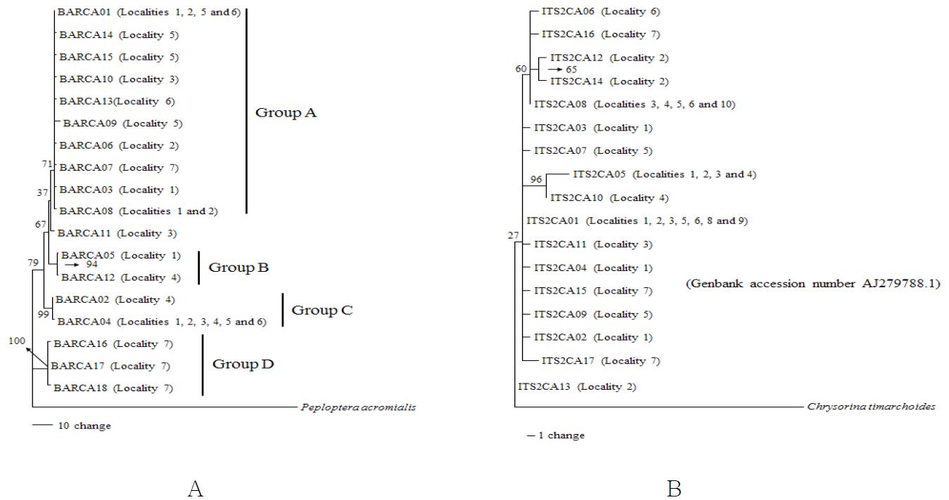 쑥잎벌레 COI 하플로타입간(왼) 및 ITS2 sequence 타입간(우) 계통분석 결과