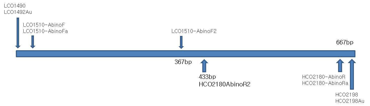 방아벌레과 Agrypnus spp.에 대한 특이프라이머 적용 모식도