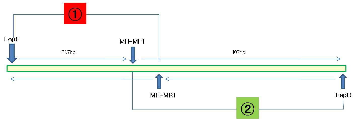 각각 307bp와 407bp로 2분할된 프라이머세트를 적용한 2차 시험 모식도