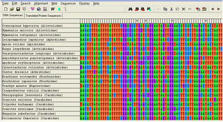 염기서열 분석 프로그램인 MEGA 5를 이용하여 DNA 바코드를 열맞춤한 결과 예시