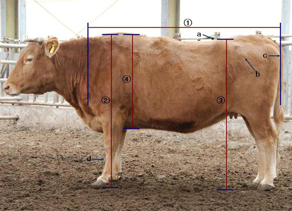소의 체위측정 위치 또는 기준점