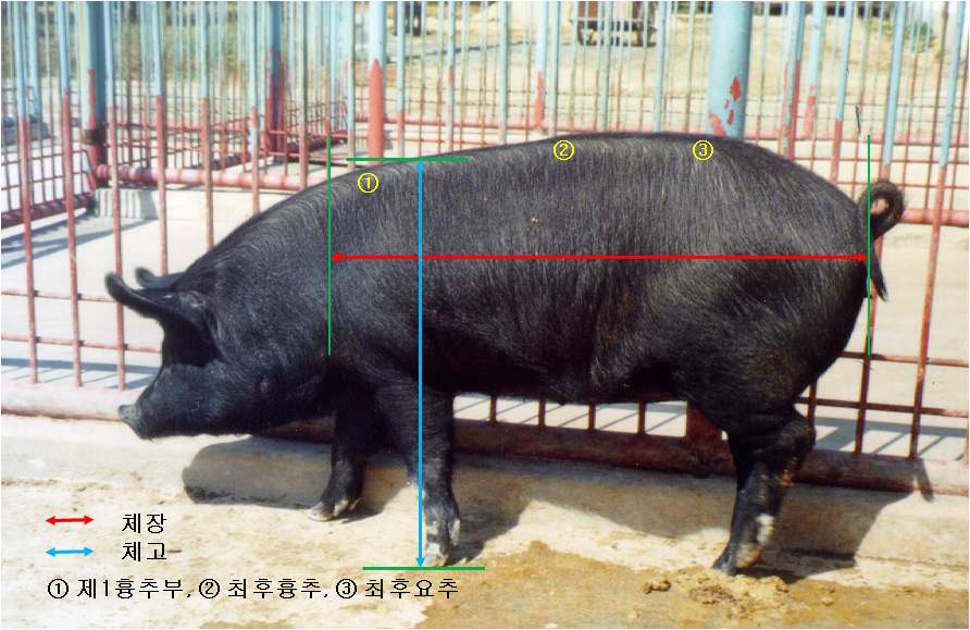 돼지의 체위측정 위치 또는 기준점