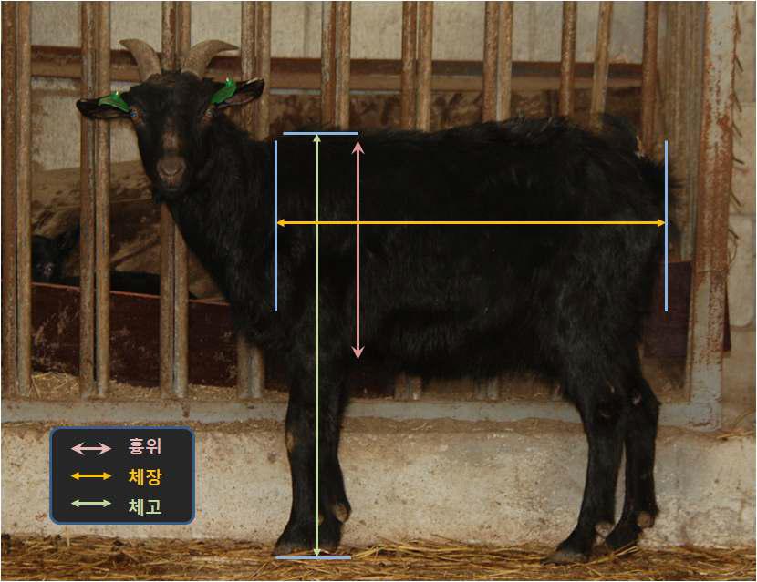 염소의 체위측정 위치와 기준점