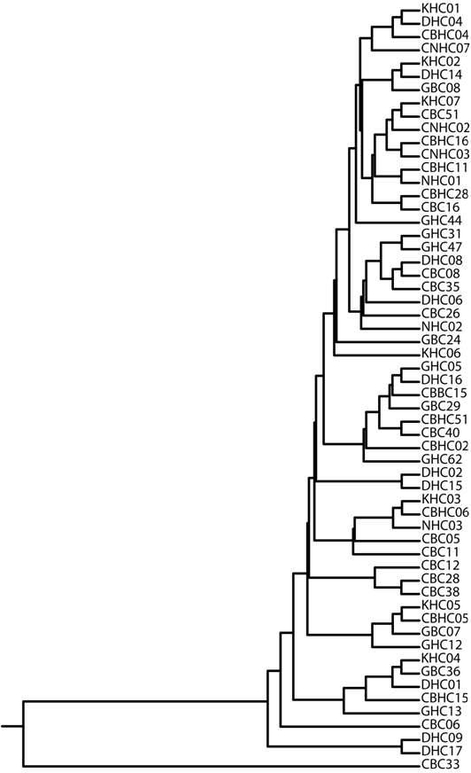 mtDNA D-loop 영역에 기초한 haplotype 별 유연관계