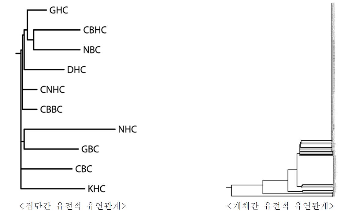 mtDNA Cyt-B 유전자 분석을 통한 집단간, 개체간 유전적 유연관계