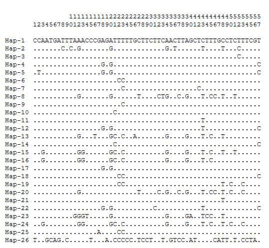 염소 mtDNA D-loopB 영역에 기초한 haplotype별 연기변이