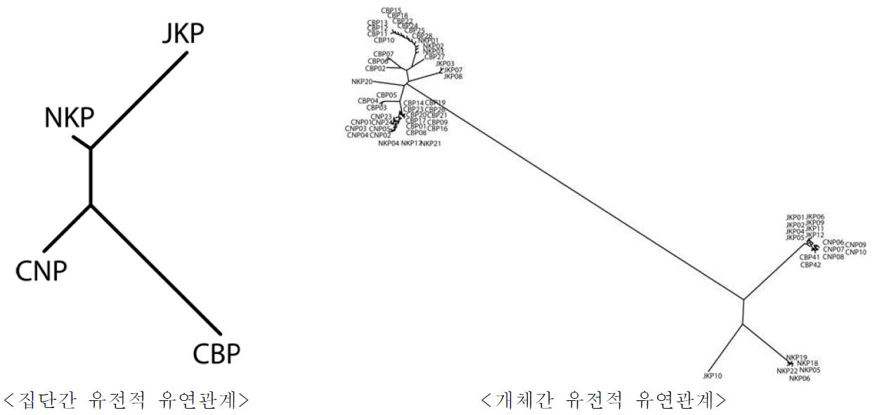 mtDNA D-loop영역 분석을 통한 집단간, 개체간 유전적 유연관계