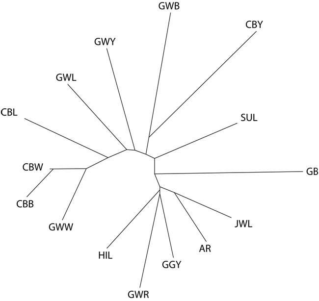 재래닭 mtDNA D-loop 영역에 기초한 집단별 계통도