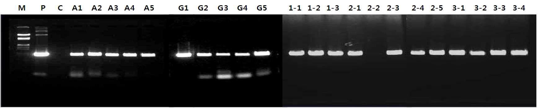 PCR 분석을 통하여 HPT 유전자 삽입의 확인