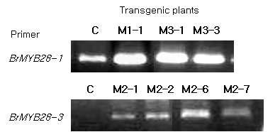 형질전환체에서 BrM YB28유전자 2종의 발현양상의 변화