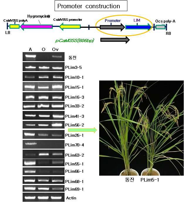 PLim 유전자 과발현 형질전환체 발현 분석