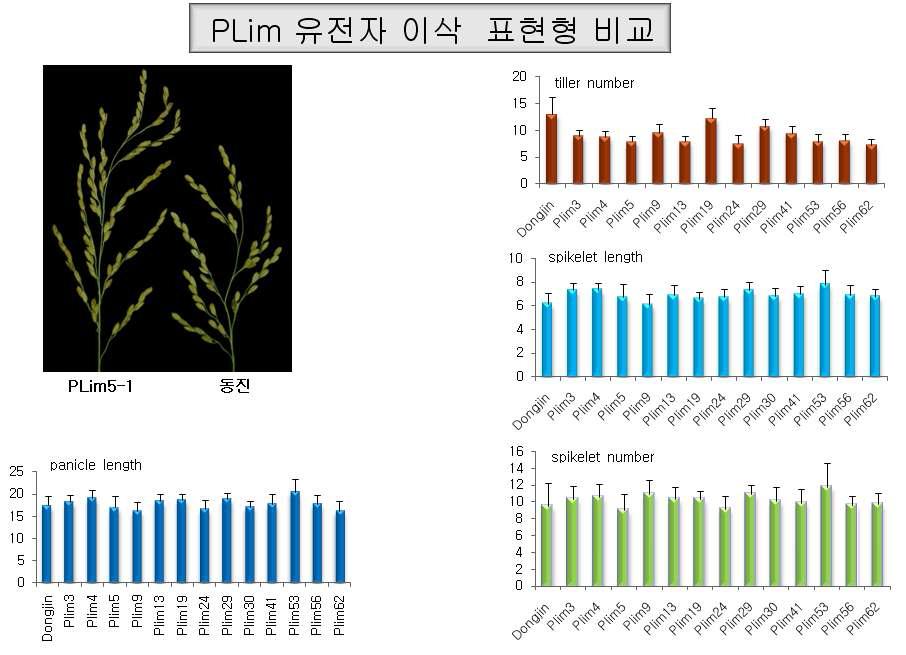 PLIM 형질전환체 표현형 비교 분석