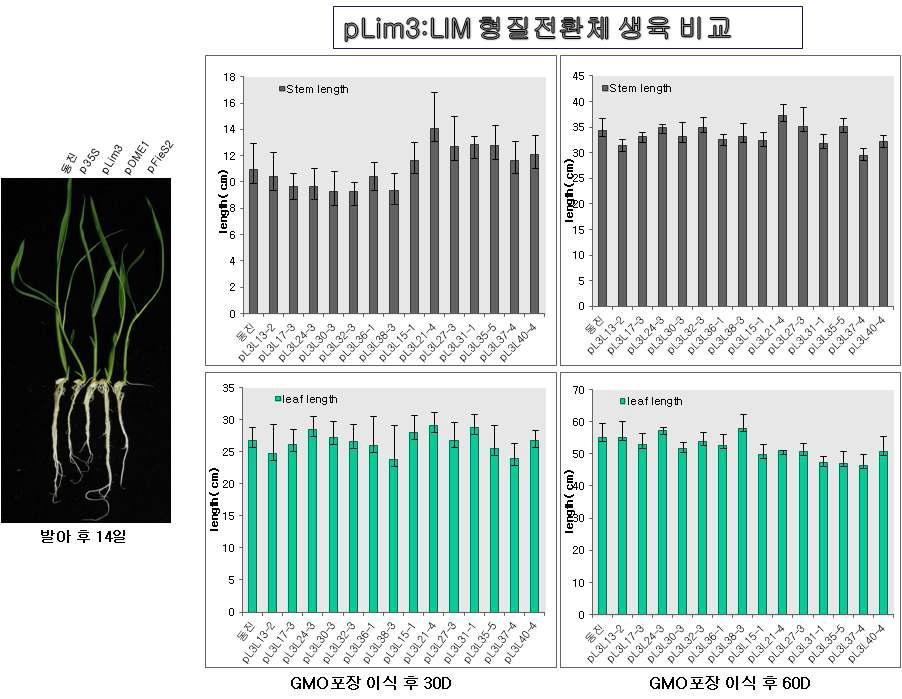 pLim3:LIM 유전자 과발현 형질전환체 GMO 포장 이식후 생장 발달 조사