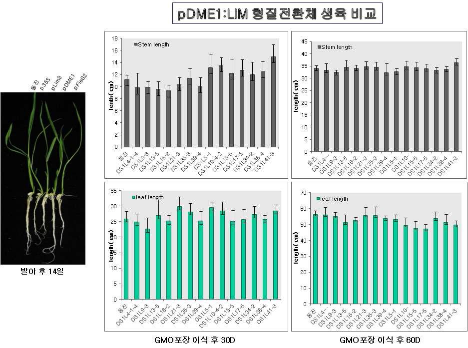 pDME1:LIM 유전자 과발현 형질전환체 GMO 포장 이식후 생장 발달 조사