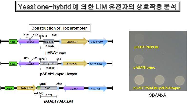 LIM유전자와 Hoxpro 프로모터간의 상호 작용 분석