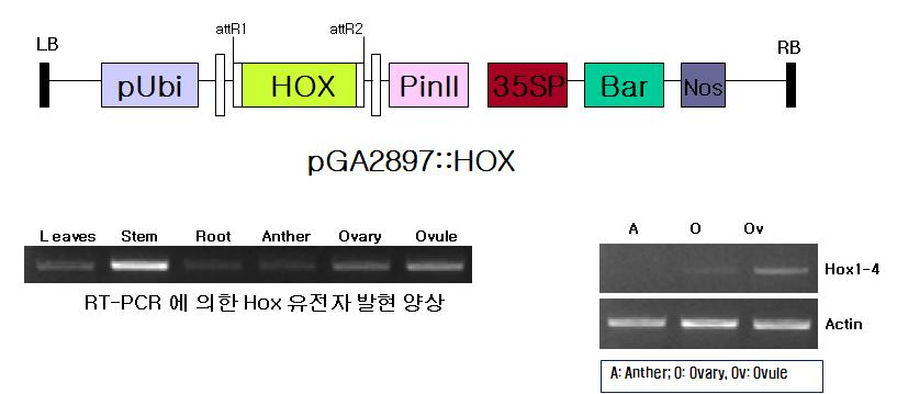 Hox 유전자의 벼 형질전환용 Binary 백터 및 과발현 형질전환체 발현 분석