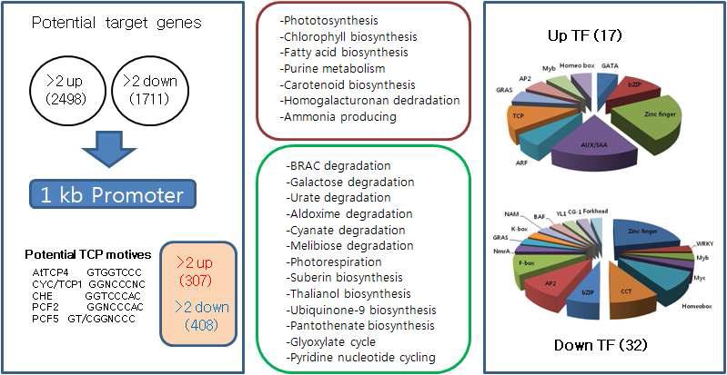d10에서 선발된 유전자군 promoter의 TCP binding motif 분석 결과