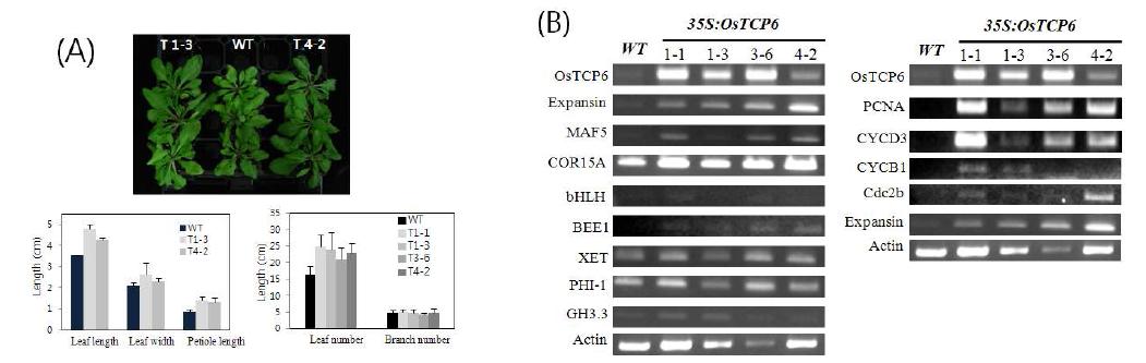 OsTCP6 과발현 애기장대 형질전환체의 표현형과 유전자 발현 분석