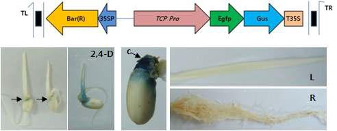 TCP11 프로모터 형질전환 벼의 GUS 염색 분석 결과