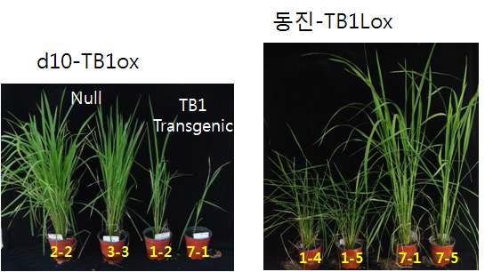 TB1과 TB1L이 과발현된 형질전환 벼 (T0세대)의 다양한 표현형 사진