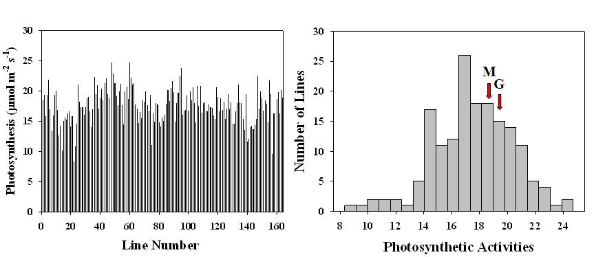 Distribution of photosynthetic carbon assimilation rates of members of MG RILs