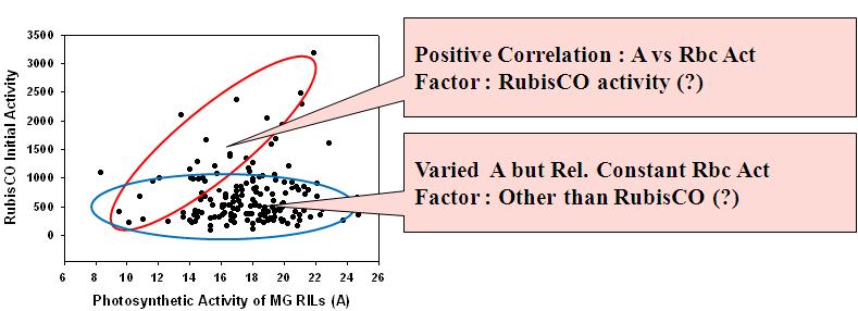 Distribution of photosynthetic carbon assimilation rate and RubisCO initial activity in the population of MG RILs.