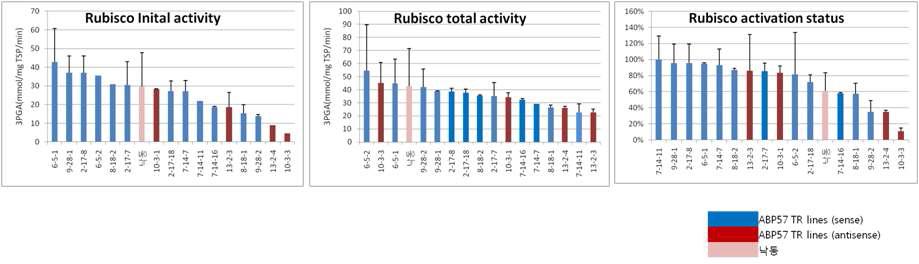 RubisCO activities of ABP57 transgenic lines during grain filling stage.
