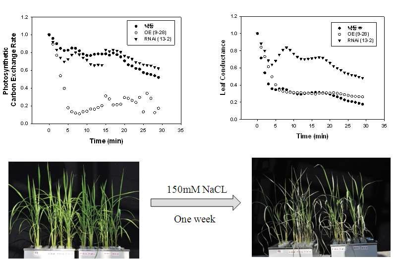 Time-course changes in photosynthetic carbon assimilation rate and leaf conductance of ABP57 transgenic rice lines upon salt treatment (upper panel) and their response to salt treatment (lower panel)