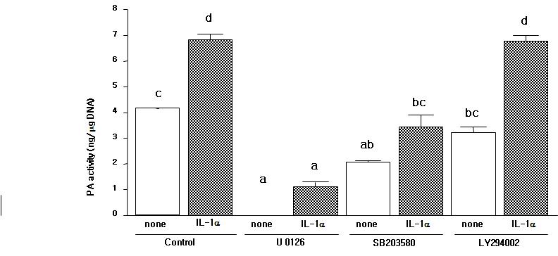 소 상피세포 배양에서 IL-1 처리 후 PA발생유기에 의한 U 0126 (an ERK1/2 inhibitor), SB203580 (a p38 MAPK inhibitor) and LY294002(a PI3K inhibitor) 억제제 효과.