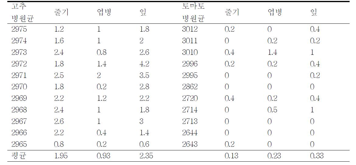 고추와 토마토분리균의 고추에 대한 병원성 비교