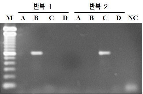 일반 PCR 방법에 의한 종자에서 토마토궤양병균 검출