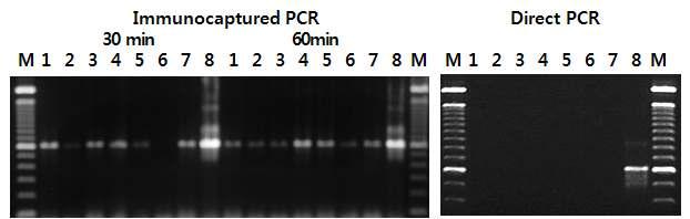 항체포획 PCR 방법과 일반 PCR방법 비교. *1×106cfu/ml 화기분무 후 종자 수확