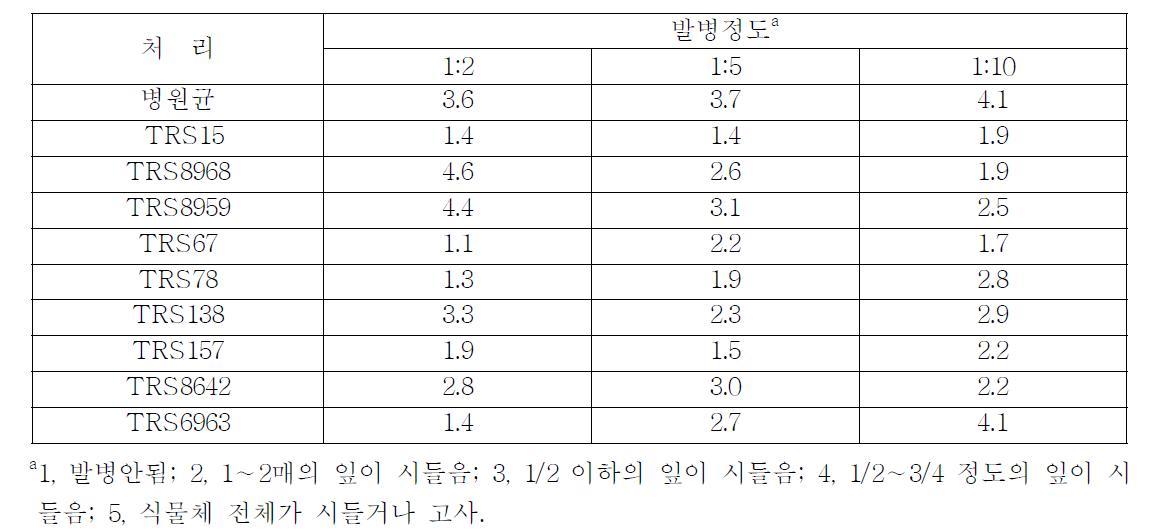 생물적 방제용 미생물의 희석농도별 처리에 따른 고추풋마름병 발생정도