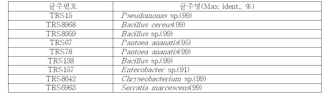 16S rDNA 유전자 염기서열 분석에 의한 토마토풋마름병 생물적 방제용 미생물의 동정