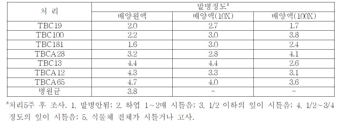 선발 유용미생물의 배양액 희석농도별 처리시 토마토궤양병 발생정도