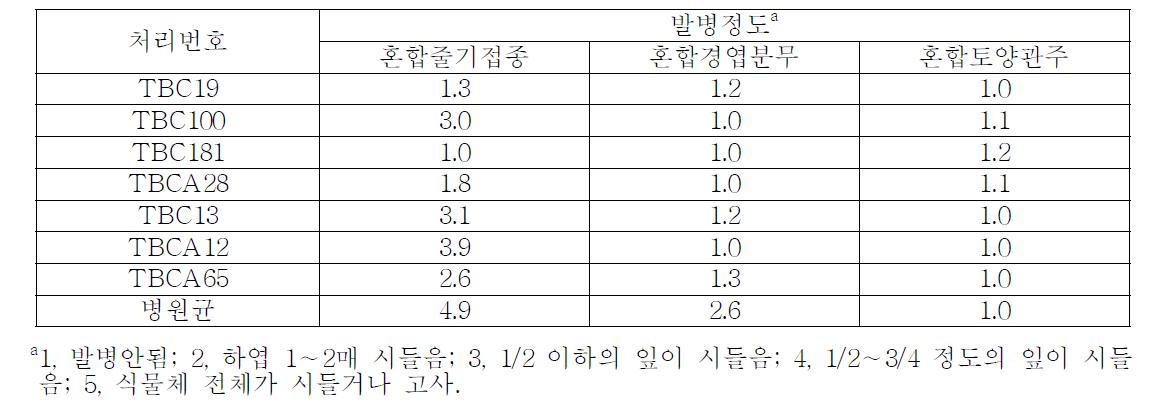 선발 미생물의 처리방법에 따른 토마토궤양병 발생정도