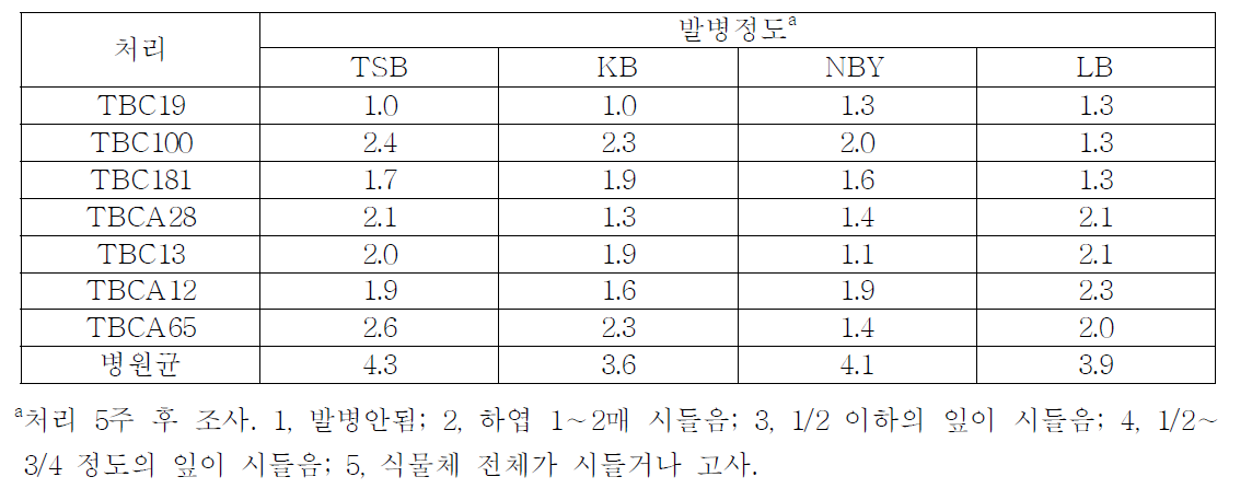 생물적 방제용 미생물의 배양 배지별 처리에 따른 토마토궤양병 발생정도