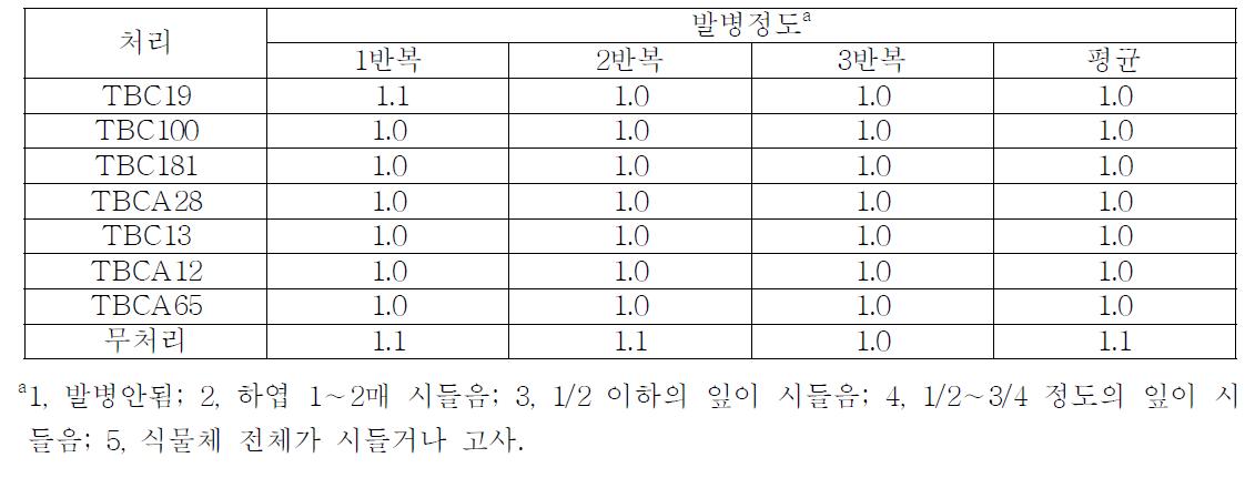 생물적 방제용 미생물의 포장 처리시 토마토궤양병 발생정도