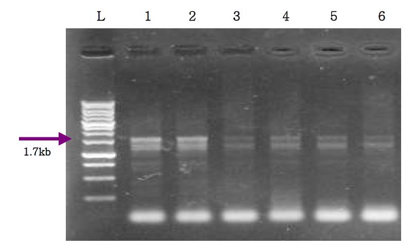 Amplified PCR product of mitochondrial DNA region from six M eloidogyne populations.