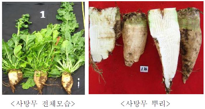 사탕무 수확모습