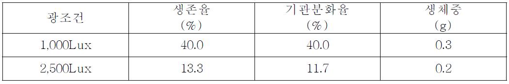 광조건별 왜성나무고사리(Blechnum gibbum)의 생육상황